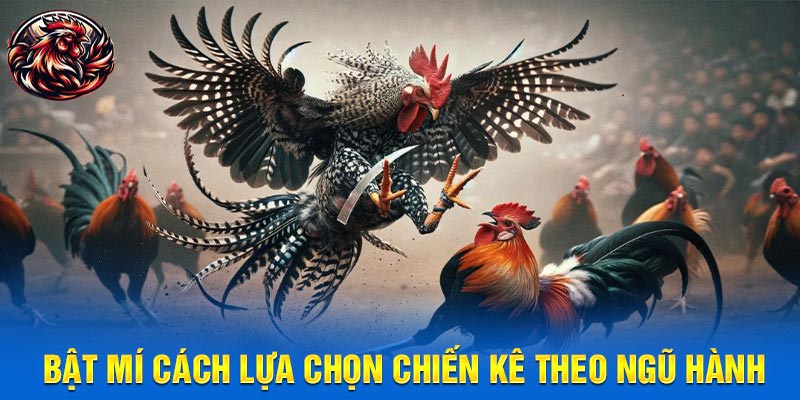 Bật mí cách lựa chọn chiến kê theo ngũ hành