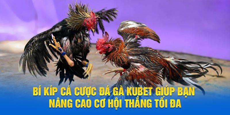 Bí kíp cá cược đá gà KUBET giúp bạn nâng cao cơ hội thắng tối đa