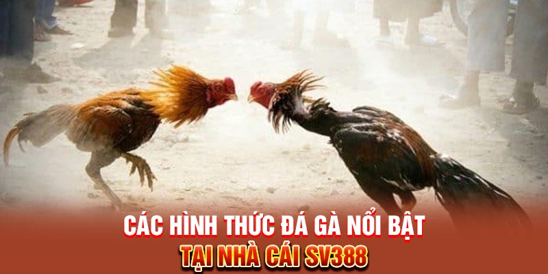 Các hình thức đá gà nổi bật tại nhà cái SV388