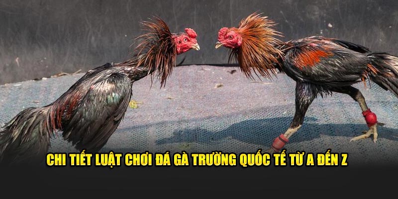 Chi tiết luật chơi đá gà trường quốc tế từ A đến Z