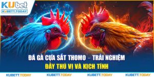 Đá Gà Cựa Sắt Thomo - Trải Nghiệm Đầy Thú Vị Và Kịch Tính