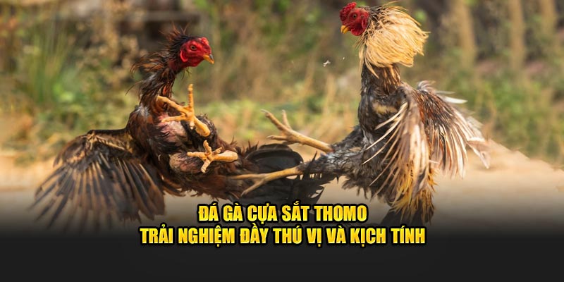 Đá Gà Cựa Sắt Thomo - Trải Nghiệm Đầy Thú Vị Và Kịch Tính