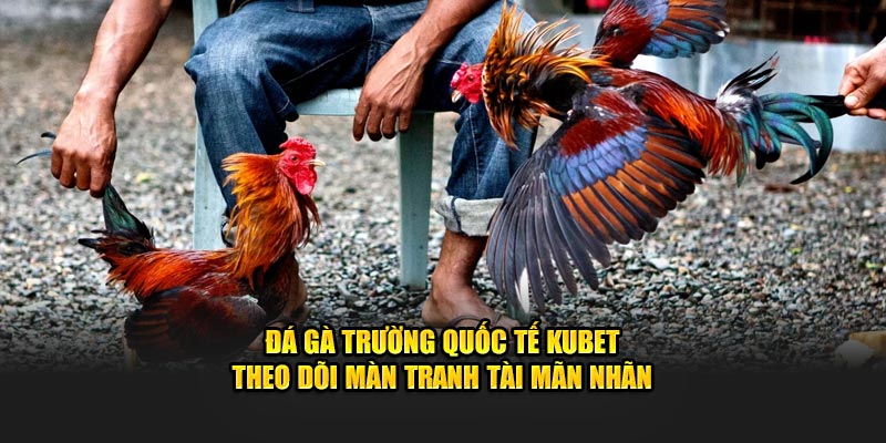 Đá Gà Trường Quốc Tế KUBET - Theo Dõi Màn Tranh Tài Mãn Nhãn