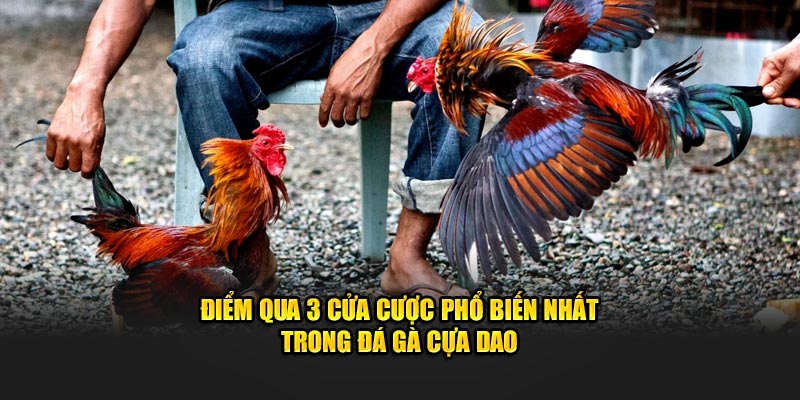 Điểm qua 3 cửa cược phổ biến nhất trong đá gà cựa dao