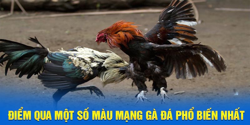 Điểm qua một số màu mạng gà đá phổ biến nhất