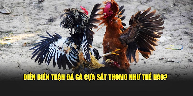 Diễn biến trận đá gà cựa sắt Thomo như thế nào