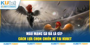 Màu Mạng Gà Đá Là Gì? Cách Lựa Chọn Chiến Kê Tại KUBET