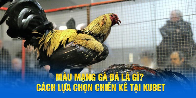 Màu Mạng Gà Đá Là Gì? Cách Lựa Chọn Chiến Kê Tại KUBET