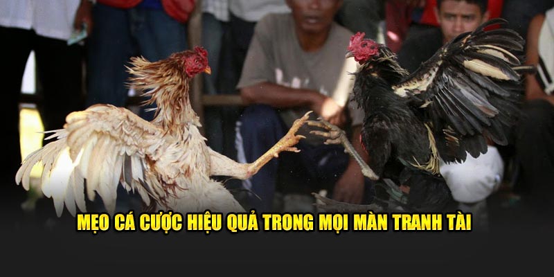 Mẹo cá cược hiệu quả trong mọi màn tranh tài