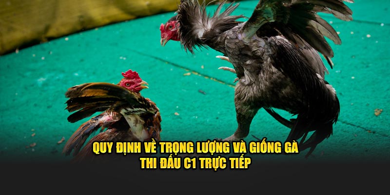 Quy định về trọng lượng và giống gà thi đấu C1 trực tiếp