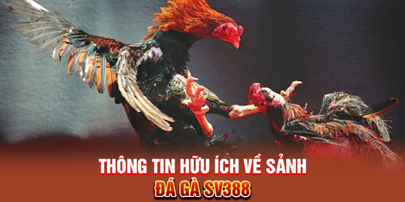 Thông tin hữu ích về sảnh đá gà SV388