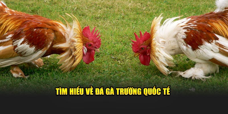 Tìm hiểu về đá gà trường quốc tế