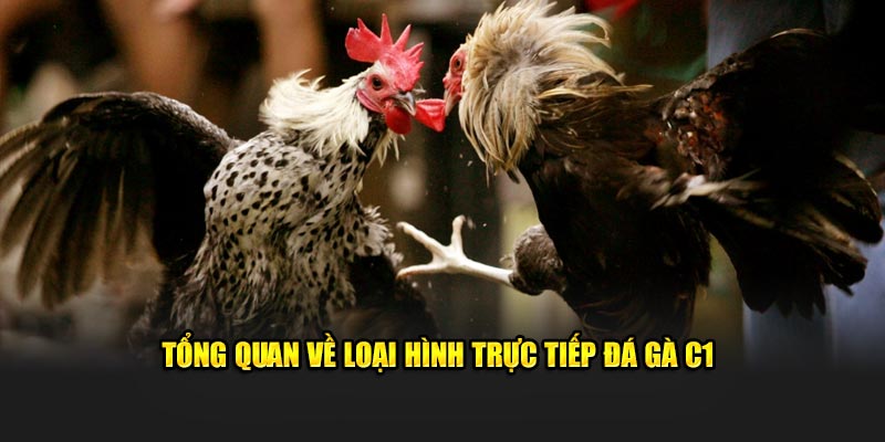 Tổng quan về loại hình trực tiếp đá gà C1