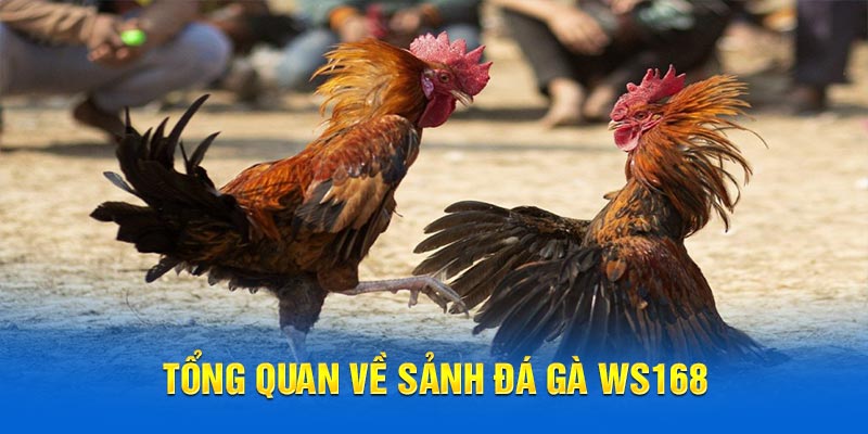 Tổng quan về sảnh đá gà WS168