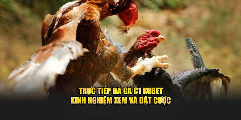 Trực Tiếp Đá Gà C1 KUBET - Kinh Nghiệm Xem Và Đặt Cược