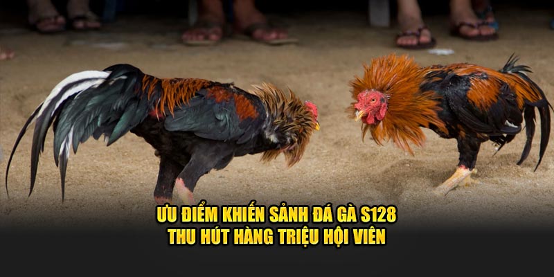 Ưu điểm khiến sảnh đá gà S128 thu hút hàng triệu hội viên